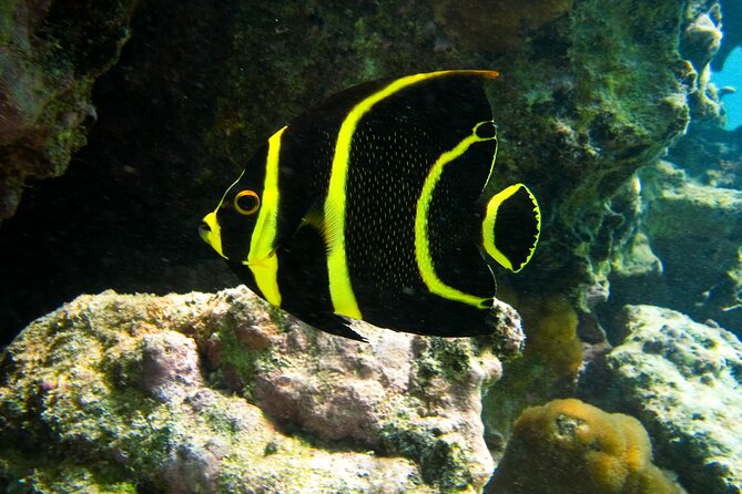 Private Snorkel with Turtle at Akumal - An In-Depth Look at the Snorkel with Turtle at Akumal Tour