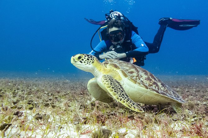 Half-Day Scuba Diving in Playa del Carmen for Small-Group - Final Thoughts: Who is This Tour For?