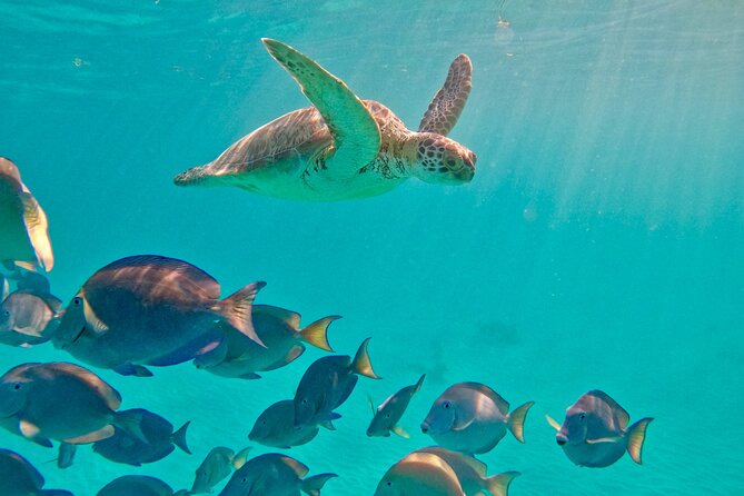 Akumal; Snorkeling with The Sea Turtles - FAQ