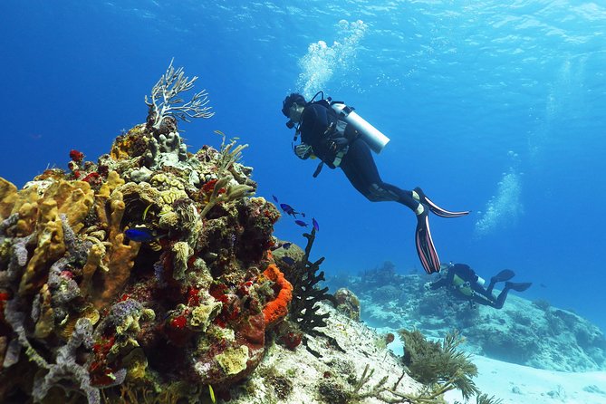 Cozumel Express 2-Tank Dives from Playa del Carmen/ Only for Certified Divers - FAQ