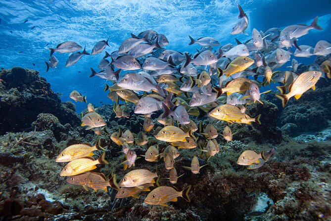 Scuba Diving in Playa del Carmen for Small Groups - Detailed Review: What to Expect on Your Playa del Carmen Dive Adventure