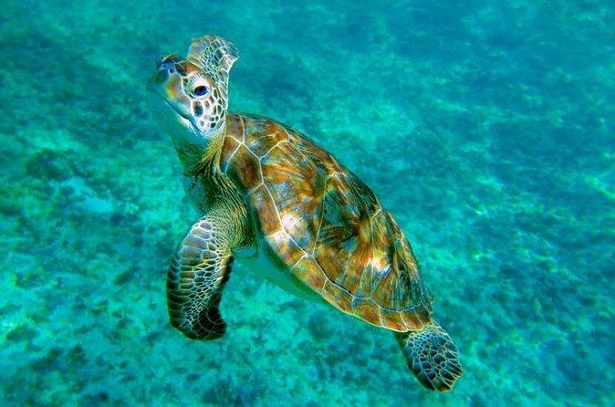 Tulum Turtle Snorkeling and Beach Day Tour - FAQ