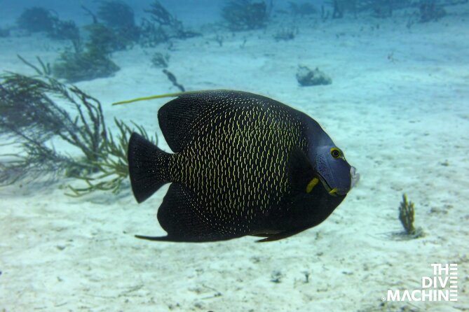 Scuba Diving for Beginners  Playa del Carmen or Tulum - Real Experiences from Reviewers