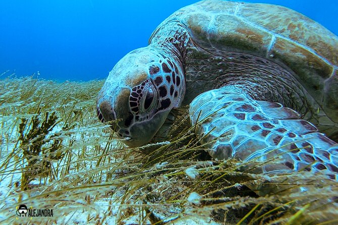 Scuba Diving for Beginners  Playa del Carmen or Tulum - What Makes This Experience Stand Out