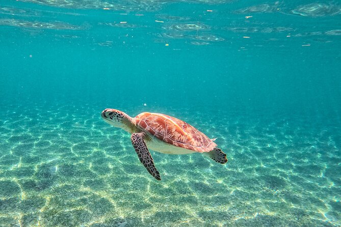 Snorkeling Adventure Swim with Sea Turtles at Akumal - What’s Included and What’s Not
