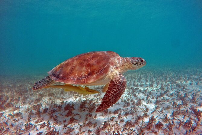 Snorkeling Adventure Swim with Sea Turtles at Akumal - A Balanced Look at the Experience