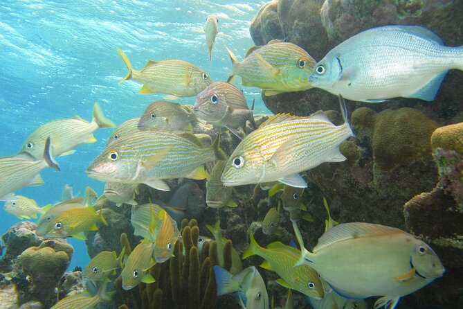 Snorkeling Adventure Swim with Sea Turtles at Akumal - Practical Details for Travelers