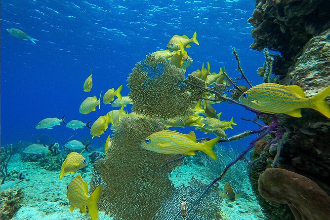 Cozumel Private Yacht and Snorkel with Lunch and Open Bar Onboard - Final Thoughts