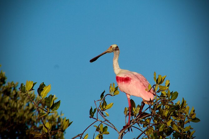 Sian Kaan Sunset Private boat. - A Deep Dive into the Sian Kaan Sunset Private Boat Tour
