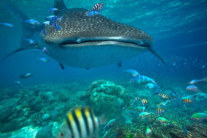 Snorkeling with Whale Sharks - Isla Mujeres - Key Points