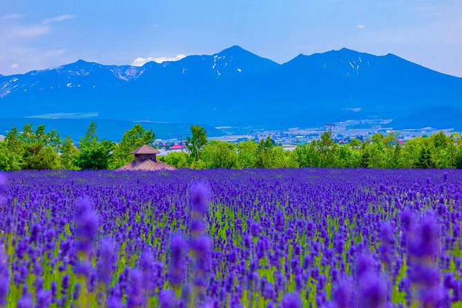 Furano Private Customizable Half Day Tour - FAQ