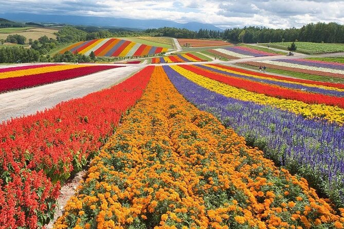 Hokkaido: Asahiyama Zoo, Furano, and Ningle Terrace Tour - Frequently Asked Questions