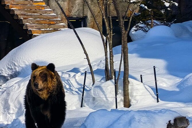 Asahiyama Zoo, Biei tree, Shirohige Falls and Blue Pond Day Tour - Practical Details and Tips