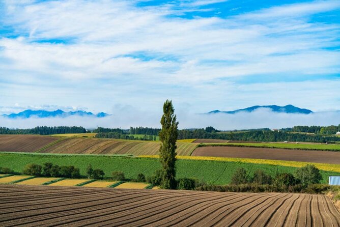Hokkaido Day Tour Farm Tomita, Blue Pond, Blue Pond and Buffet - Who Would Enjoy This Tour?