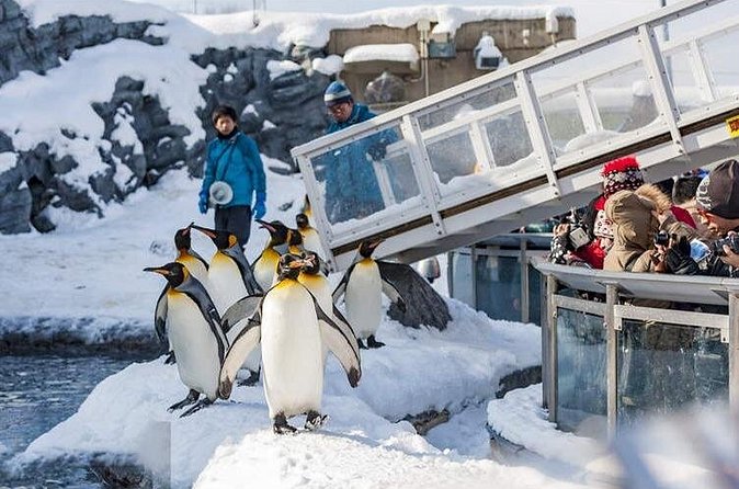 Hokkaido Asahiyama Zoo Biei Elf Terrace Day Tour - FAQ