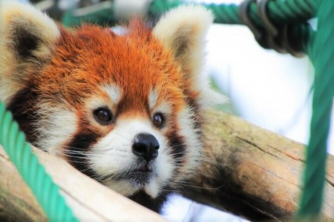 Kurodake Ropeway, Asahiyama Zoo Autumn Leaves Bus Tour - Exploring the Itinerary in Detail