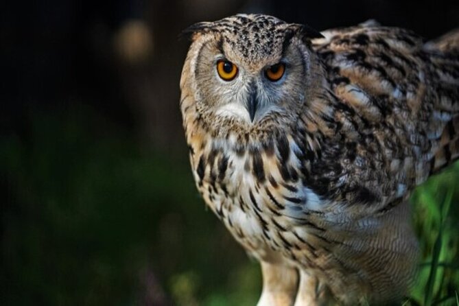 Kurodake Ropeway, Asahiyama Zoo Autumn Leaves Bus Tour - FAQ