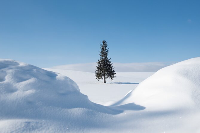 [Late Departure] Biei Best 5 Must-Visit Day Tour from Sapporo - Final Thoughts: Is This Tour for You?