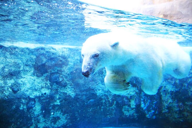 Hokkaido 1 Day Tour to Asahiyama Zoo, Blue Pond and Fairy Terrace - Starting Strong at Asahiyama Zoo