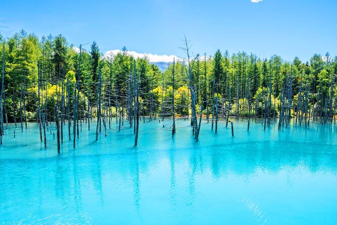 Hokkaido 1 Day Tour to Asahiyama Zoo, Blue Pond and Fairy Terrace - The Blue Pond: A Natural Masterpiece