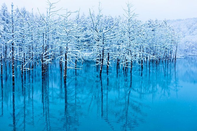 Hokkaido 1 Day Tour to Asahiyama Zoo, Blue Pond and Fairy Terrace - Ningle Terrace: Artisans in the Forest