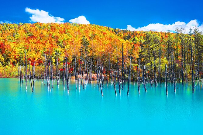 Hokkaido 1 Day Tour to Asahiyama Zoo, Blue Pond and Fairy Terrace - What It Means for You as a Traveler