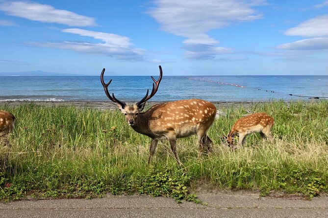 Sustainable Ezo Deer Craft Experience - Introduction