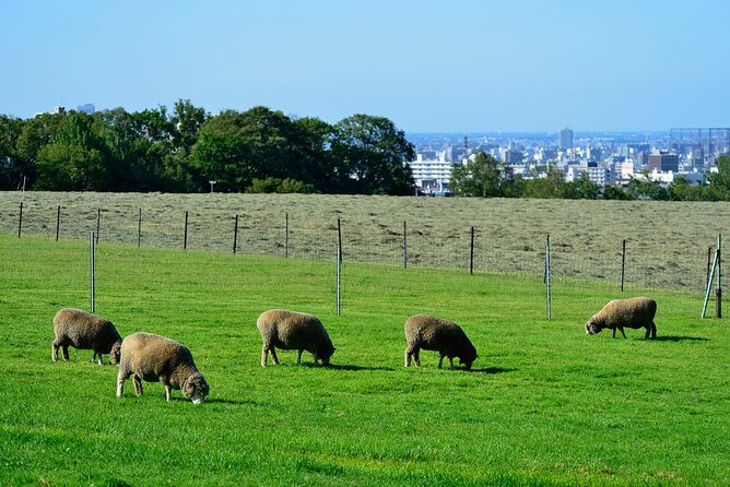 From Hitsujigaoka to Buddha Hill Sapporo Photo Spots Tour - Who Is This Tour Best For?