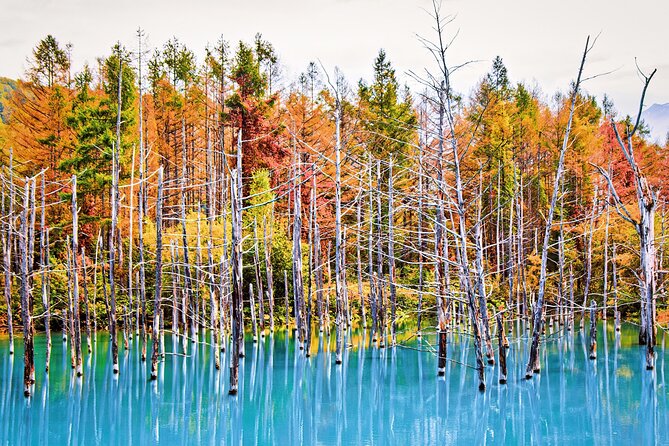 1 Day Tour from Sapporo Blue Pond and Hills of Seasonal Colors - Transportation and Group Size