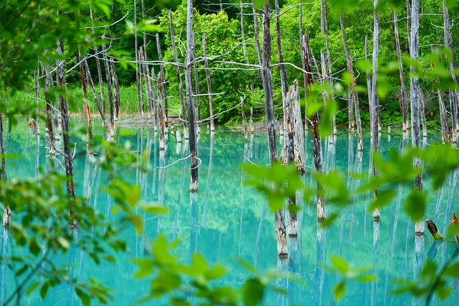 1 Day Tour from Sapporo Blue Pond and Hills of Seasonal Colors - Exploring the Blue Pond