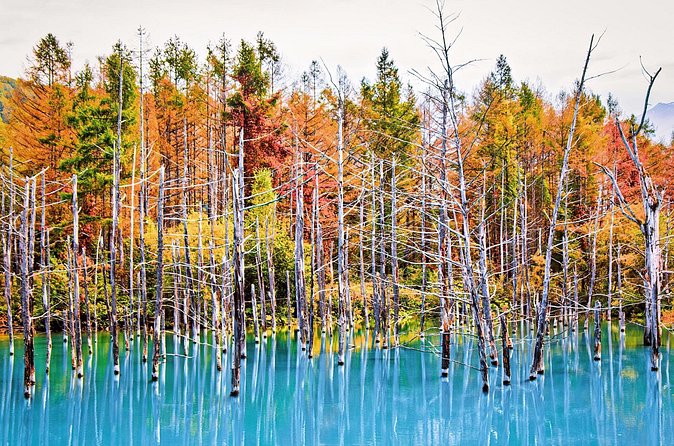 1 Day Tour from Sapporo Blue Pond and Hills of Seasonal Colors - The Value of This Tour