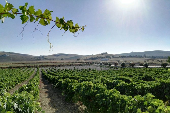 Wine Tourism Half Day Tour - The Sum Up: Is It Worth It?