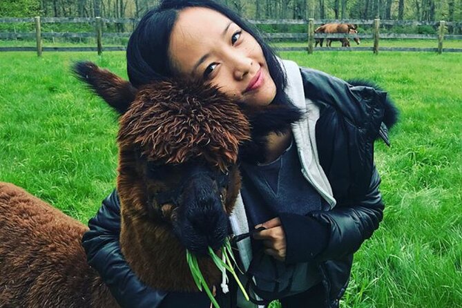 Alpaca and Llama Trek in Pleasant Valley - The Animals and Their Personalities