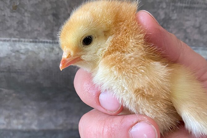 1 Hour Guided Farm Tour in the Adirondacks - Who Is This Tour Best For?