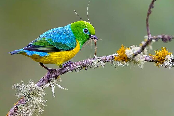 Cali: Birding | Birds of the Cali River - Bird Watching - The Value of the Tour