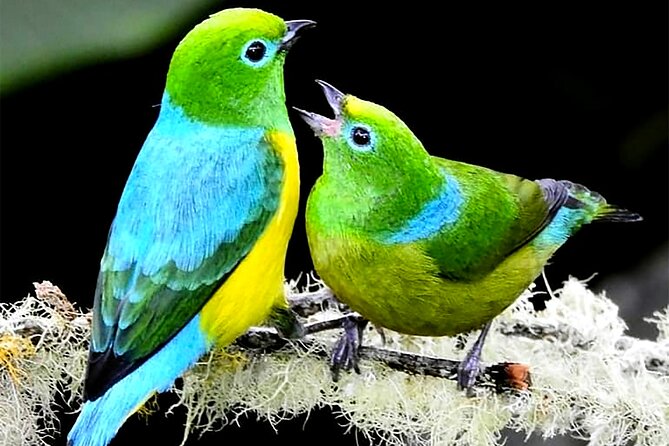 Cali: Birding | Birds of the Cali River - Bird Watching - Why This Tour Works Well