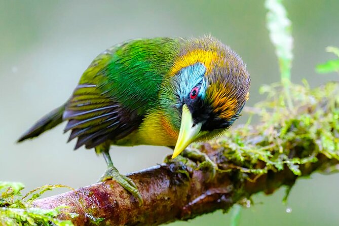 Cali: Birding | Birds of the Cali River - Bird Watching - Key Points