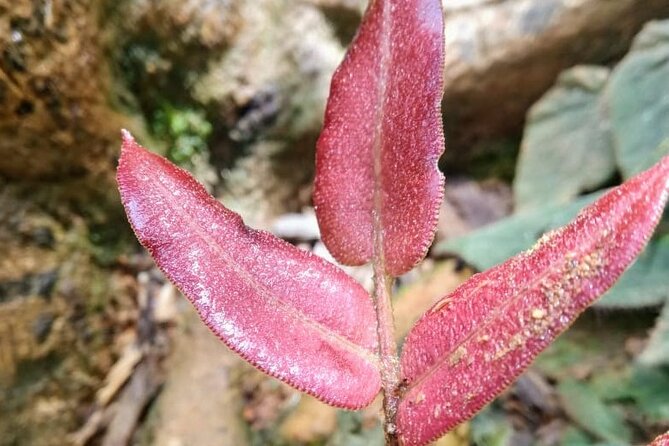 Private 12-hour tour of the Farallones de Cali - Key Points