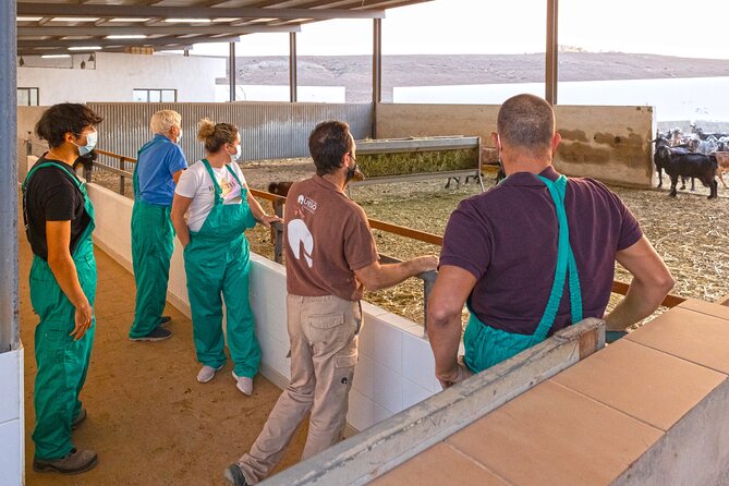 Cheese Making Workshop in Fuerteventura with Breakfast - Why This Tour Works Well for Travelers