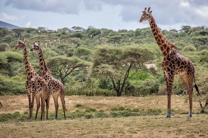5 Days Private Budget Lodge Safari to Serengeti & Ngorongoro - Exploring the Itinerary in Detail