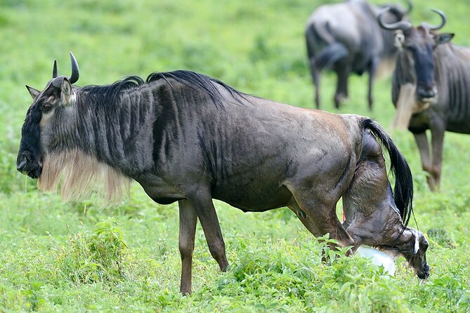 5 Days Private Budget Lodge Safari to Serengeti & Ngorongoro - The Authenticity & Guide Quality