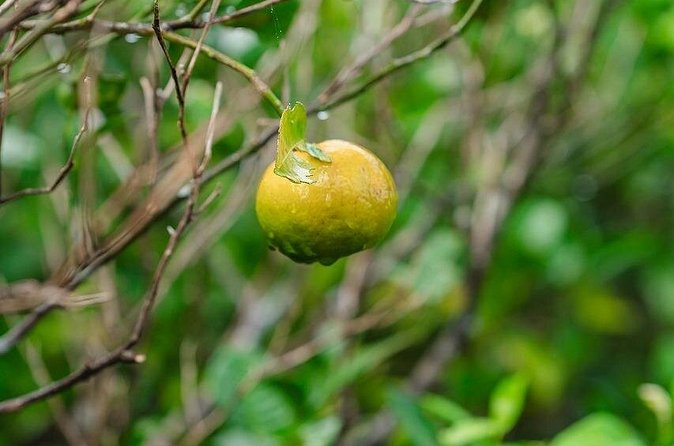 Awamori Pairing Lunch in Yanbaru Local Flavors and Traditions - Value and Who Will Love It