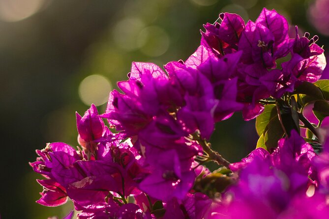 Photo Walking Tour in Sitges - What to Expect from the Photo Walking Tour in Sitges