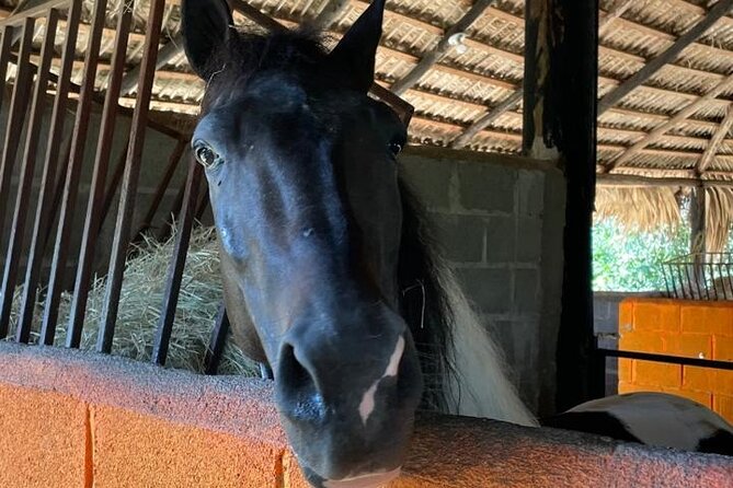 Horseback Riding and Taíno Cave Exploration - Exploring the Cave: A Mix of Nature and History