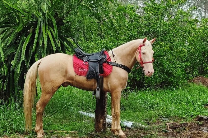 Horseback Riding tour near Santo Domingo with pick up and dropoff - Who This Tour Is Best For