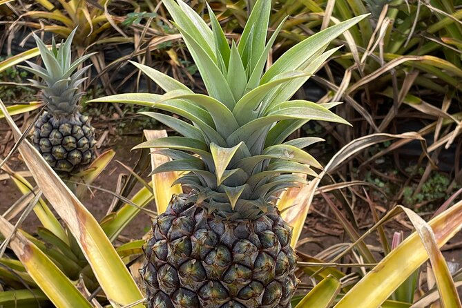 Best of Oahu's North Shore in small group (Se Habla Español) - A Thorough Look at the North Shore Experience