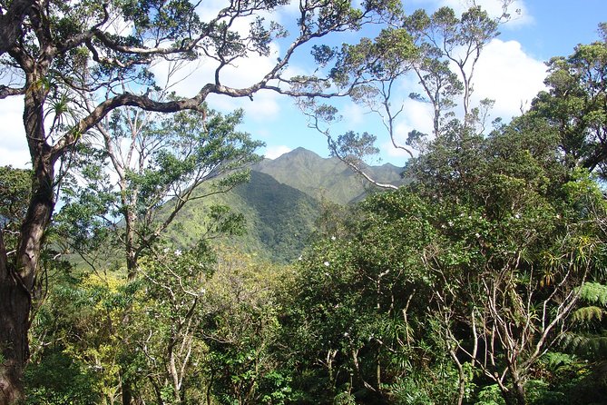 Oahu Volcanic Rainforest Hiking Adventure - A Deep Dive into the Rainforest Hike Experience