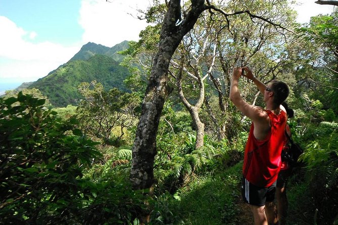 Oahu Volcanic Rainforest Hiking Adventure - Exploring the Oahu Volcanic Rainforest Hiking Adventure