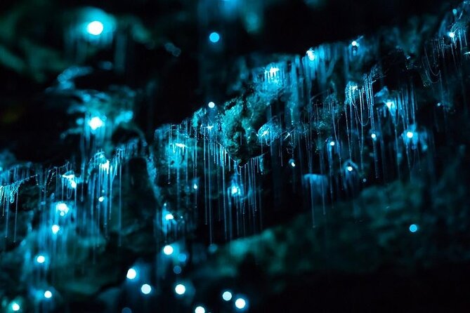 Haruru Waterfalls and Glow Worm Caves Tour - Who will love this tour?
