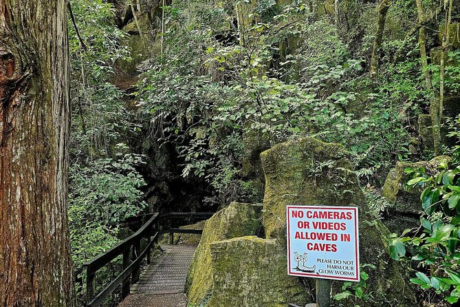 Haruru Waterfalls and Glow Worm Caves Tour - An in-depth look at the tour experience